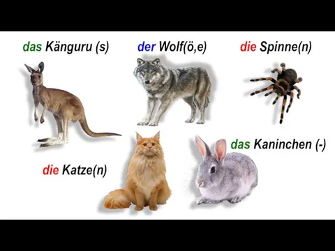 das Känguru (s) der Wolf(ö,e) die Spinne(n) die Katze(n) das Kaninchen (-)