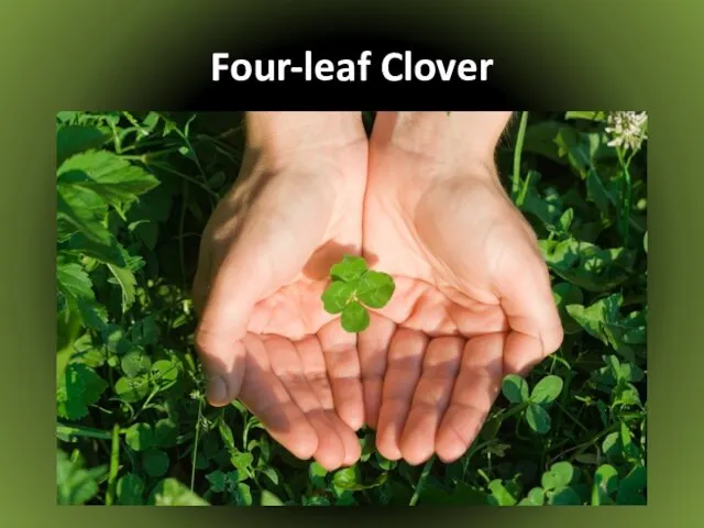 Four-leaf Clover