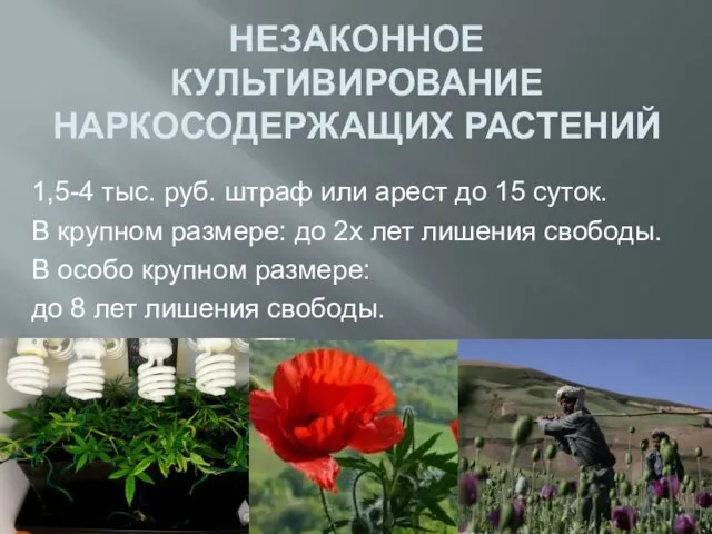 НЕЗАКОННОЕ КУЛЬТИВИРОВАНИЕ НАРКОСОДЕРЖАЩИХ РАСТЕНИЙ 1,5-4 тыс. руб. штраф или арест