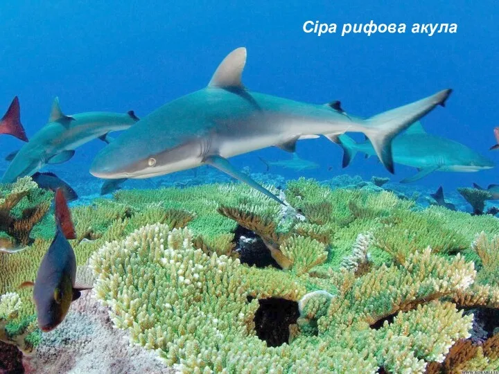 Сіра рифова акула