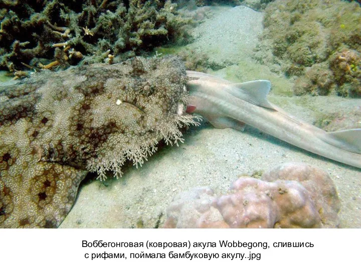 Воббегонговая (ковровая) акула Wobbegong, слившись с рифами, поймала бамбуковую акулу..jpg