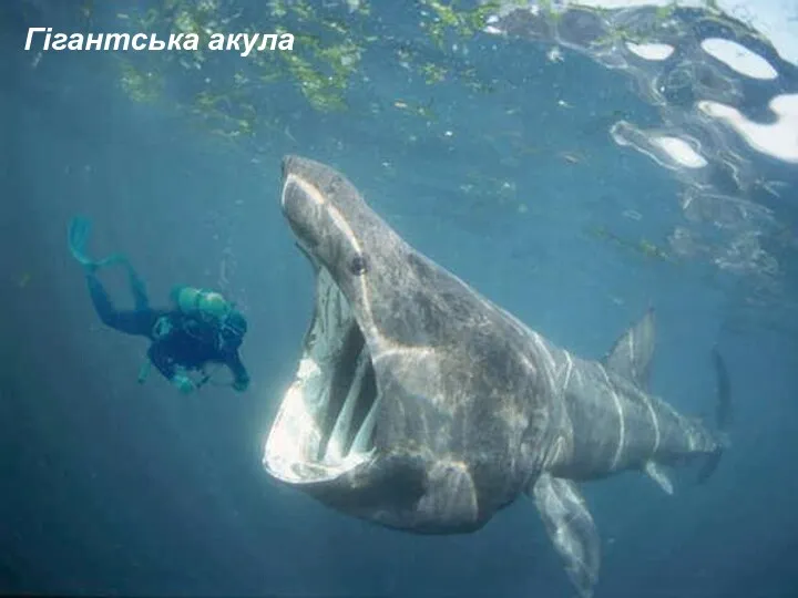 Гігантська акула