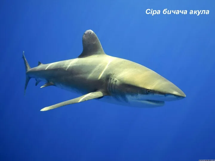 Сіра бичача акула