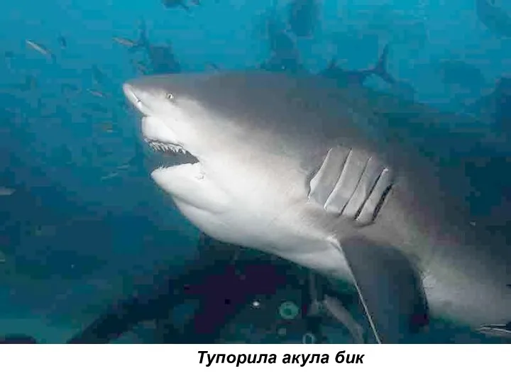 Тупорила акула бик