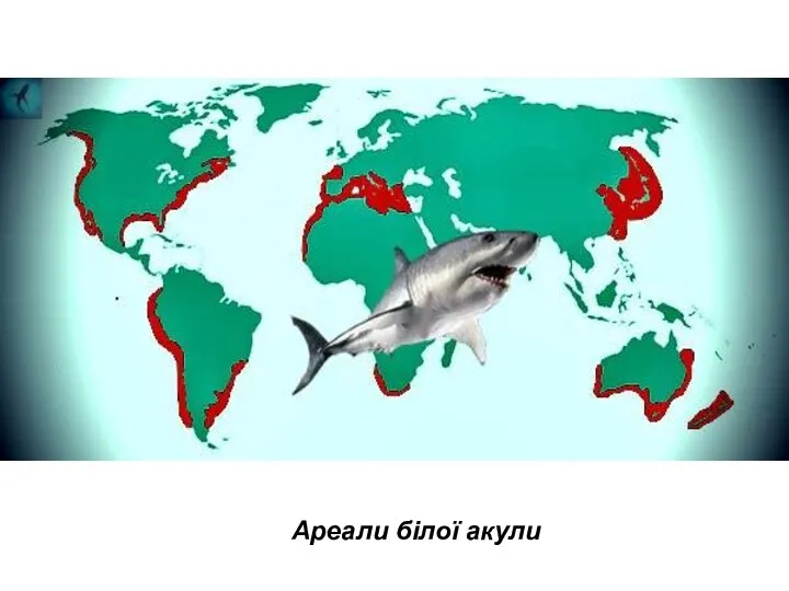 Ареали білої акули