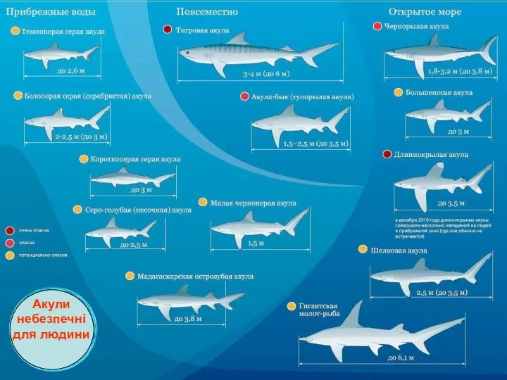 Акули небезпечні для людини