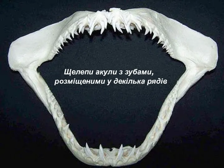 Щелепи акули з зубами, розміщеними у декілька рядів