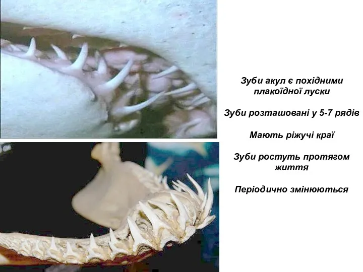 Зуби акул є похідними плакоїдної луски Зуби розташовані у 5-7 рядів Мають ріжучі