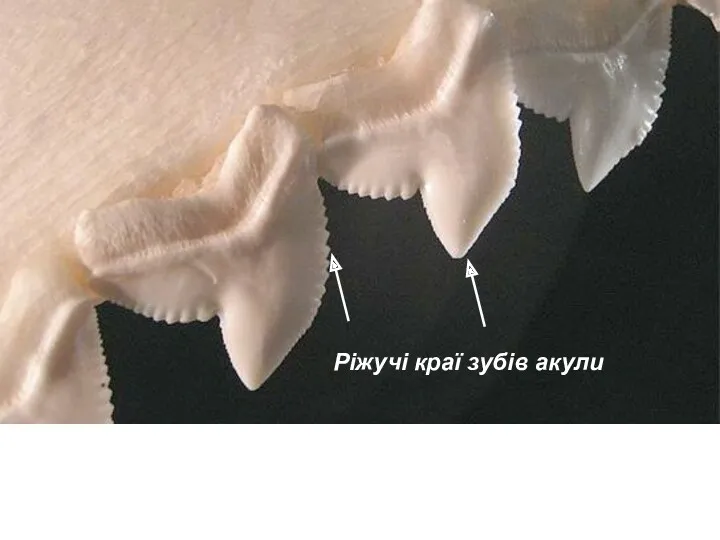 Ріжучі краї зубів акули