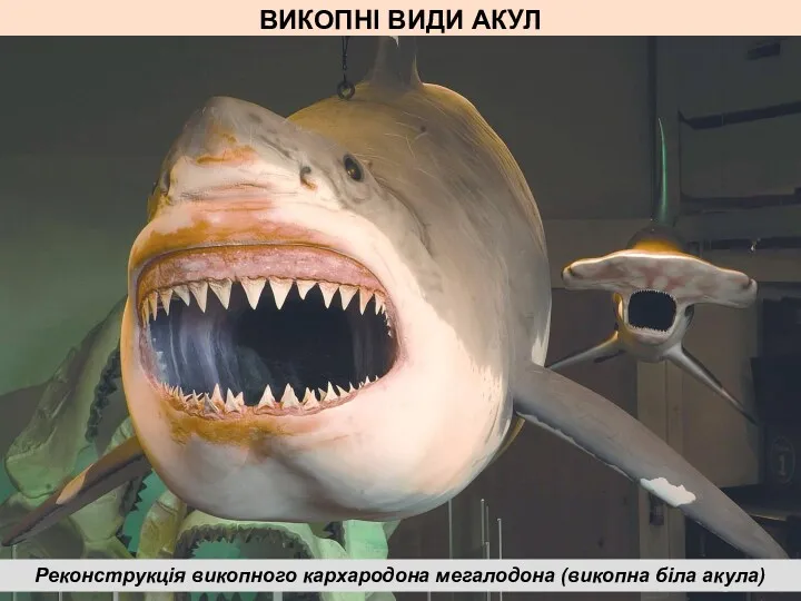 ВИКОПНІ ВИДИ АКУЛ Реконструкція викопного кархародона мегалодона (викопна біла акула)