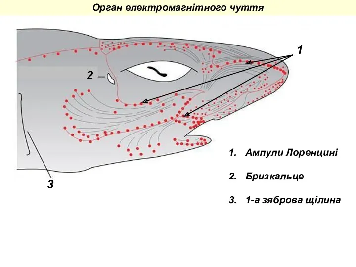 1 2 3 Ампули Лоренцині Бризкальце 1-а зяброва щілина Орган електромагнітного чуття