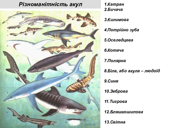 1.Катран 2.Бичача 3.Килимова 4.Потрійно зуба 5.Оселедцева 6.Котяча 7.Полярна 8.Біла, або акула – людоїд