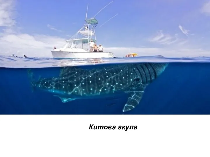 Китова акула