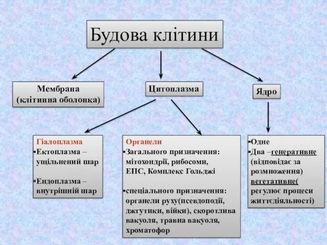 Будова клітини Мембрана (клітинна оболонка) Цитоплазма Ядро Гіалоплазма Ектоплазма –