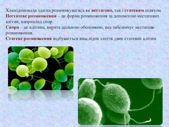 Хламідомонада здатна розмножуватись як нестатево, так і статевим шляхом. Нестатеве