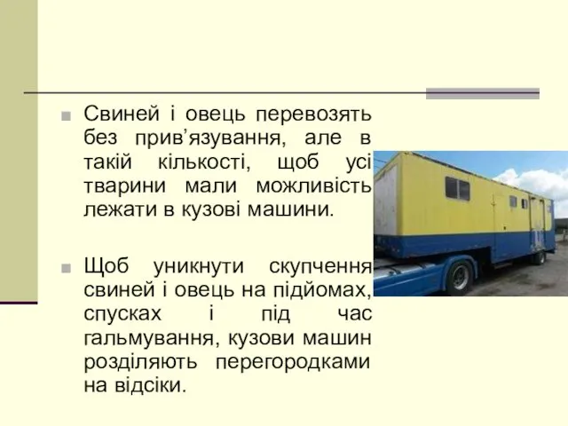 Свиней і овець перевозять без прив’язування, але в такій кількості,