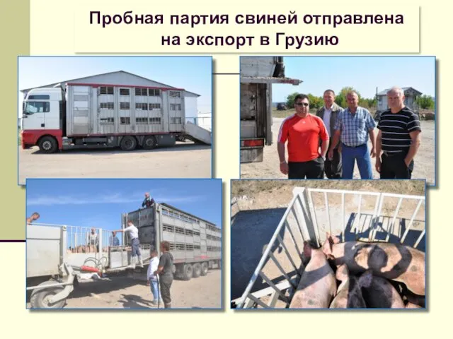 Пробная партия свиней отправлена на экспорт в Грузию