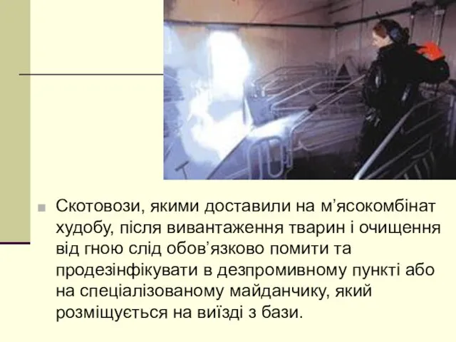 Скотовози, якими доставили на м’ясокомбінат худобу, після вивантаження тварин і