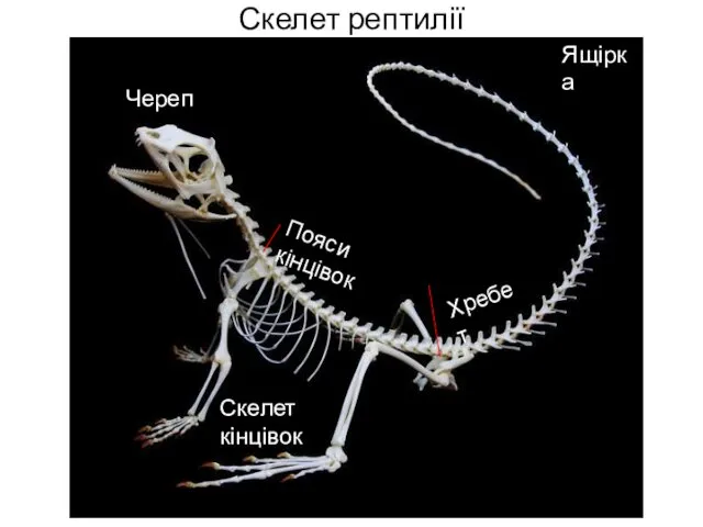 Скелет рептилії Череп Хребет Пояси кінцівок Скелет кінцівок Ящірка