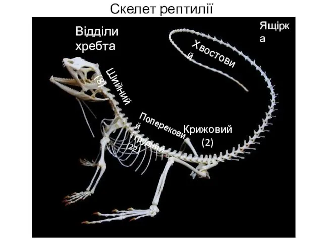 Скелет рептилії Шийний (8) Поперековий і грудний (22) Крижовий (2) Хвостовий Відділи хребта Ящірка