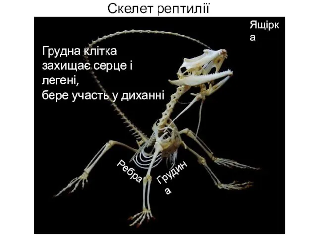 Скелет рептилії Ребра Грудина Грудна клітка захищає серце і легені, бере участь у диханні Ящірка