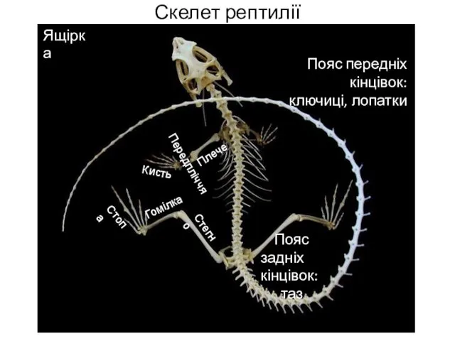 Скелет рептилії Пояс передніх кінцівок: ключиці, лопатки Пояс задніх кінцівок: