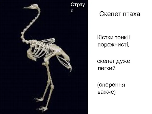 Скелет птаха Кістки тонкі і порожнисті, скелет дуже легкий (оперення важче) Страус