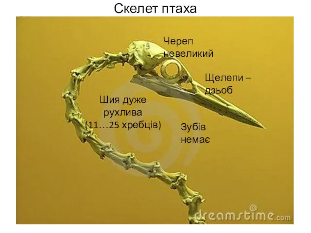 Скелет птаха Череп невеликий Щелепи – дзьоб Зубів немає Шия дуже рухлива (11…25 хребців)