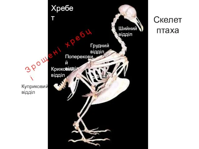 Скелет птаха Хребет Грудний відділ Шийний відділ Поперековий відділ Крижовий