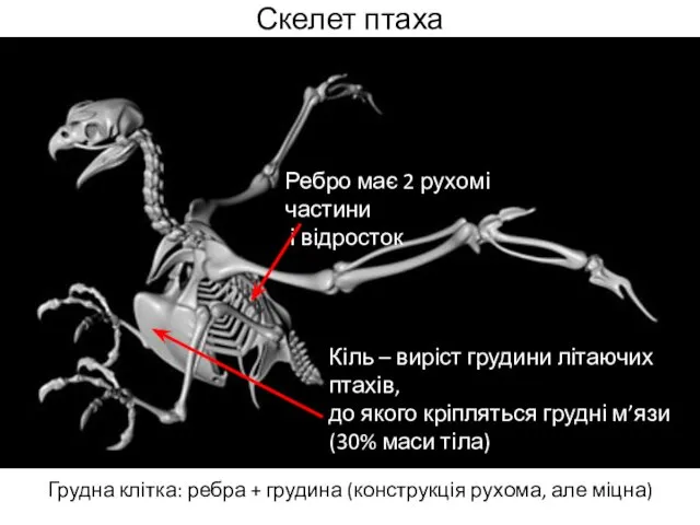 Скелет птаха Грудна клітка: ребра + грудина (конструкція рухома, але