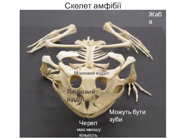 Скелет амфібії † Череп має меншу кількість кісток, ніж у