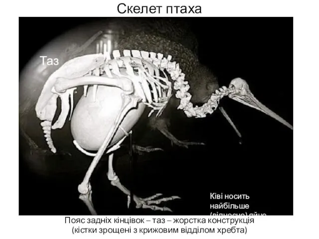 Скелет птаха Пояс задніх кінцівок – таз – жорстка конструкція