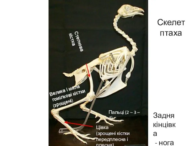 Скелет птаха Задня кінцівка - нога Стегнова кістка Велика і