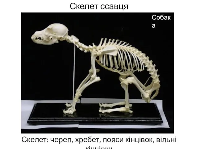 Скелет ссавця Скелет: череп, хребет, пояси кінцівок, вільні кінцівки Собака