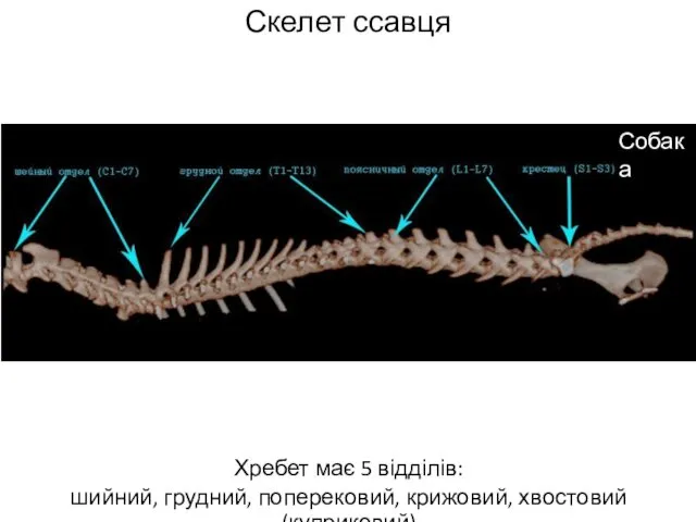 Скелет ссавця Хребет має 5 відділів: шийний, грудний, поперековий, крижовий, хвостовий (куприковий) Собака