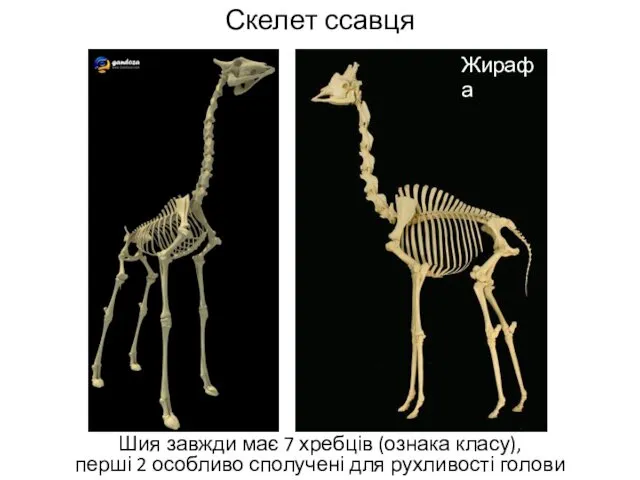 Скелет ссавця Шия завжди має 7 хребців (ознака класу), перші