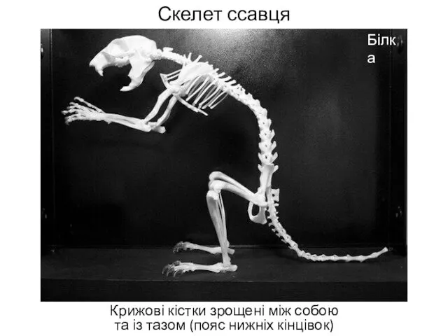 Скелет ссавця Крижові кістки зрощені між собою та із тазом (пояс нижніх кінцівок) Білка