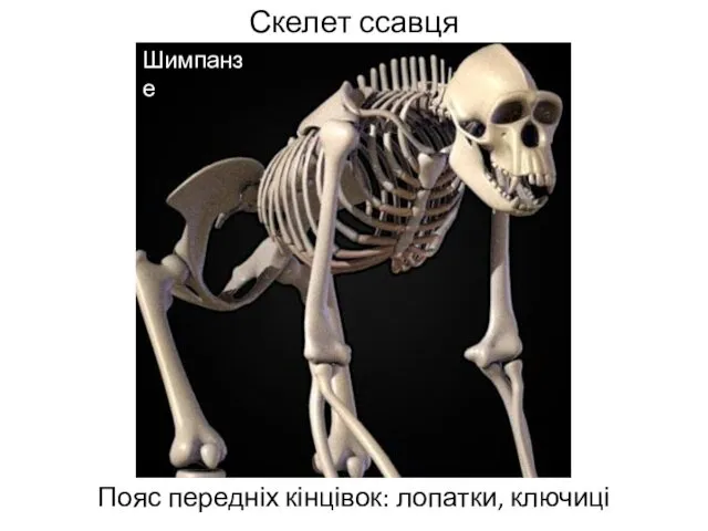 Скелет ссавця Пояс передніх кінцівок: лопатки, ключиці Шимпанзе