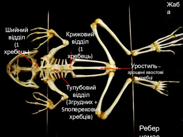 Опорно-рухова система † Шийний відділ (1 хребець) Тулубовий відділ (3грудних