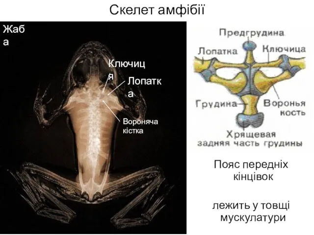 Скелет амфібії Пояс передніх кінцівок лежить у товщі мускулатури † Вороняча кістка Лопатка Ключиця Жаба