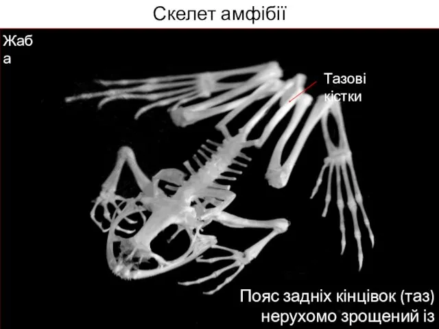 Скелет амфібії † Пояс задніх кінцівок (таз) нерухомо зрощений із хребтом Тазові кістки Жаба