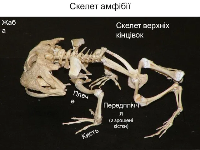 Скелет амфібії † Плече Скелет верхніх кінцівок Передпліччя (2 зрощені кістки) Кисть Жаба