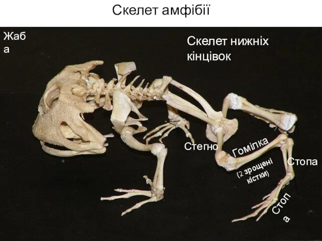 Скелет амфібії † Стегно Скелет нижніх кінцівок Гомілка (2 зрощені кістки) Стопа Стопа Жаба