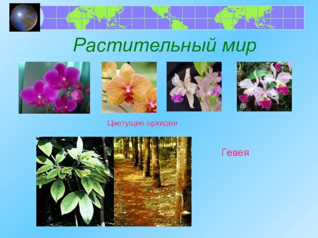 Растительный мир Цветущие орхидеи Гевея