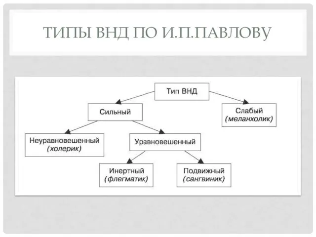 ТИПЫ ВНД ПО И.П.ПАВЛОВУ