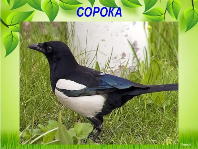 СОРОКА