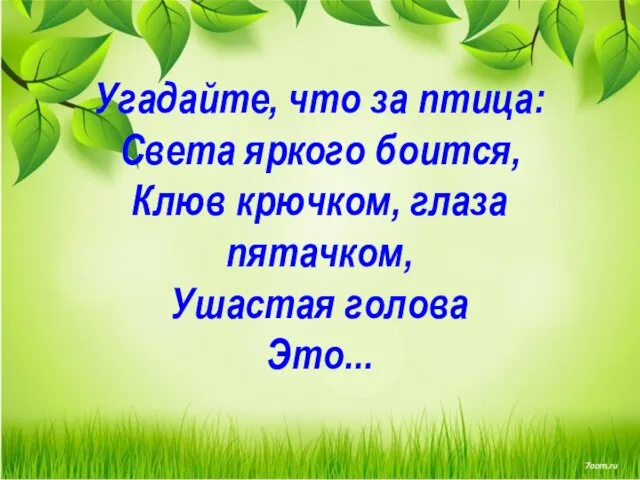 Угадайте, что за птица: Света яркого боится, Клюв крючком, глаза пятачком, Ушастая голова Это...