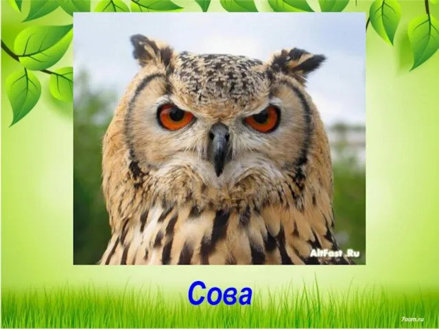 Сова