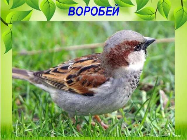 ВОРОБЕЙ