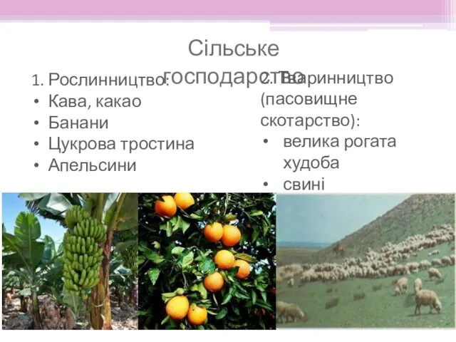 1. Рослинництво: Кава, какао Банани Цукрова тростина Апельсини Сільське господарство